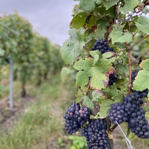 Des nouvelles de nos vendanges!